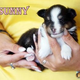 Sunny - Girl - Black & tan female Toy Shetland Sheepdog puppy in Frazeysburg, Ohio from Mountain High Kennels