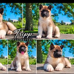 Tripp - Fawn male Akita puppy in Chillicothe, Missouri from TLC Akitas