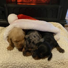 Dachshund Puppies from Kelly's Doxies