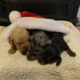 Dachshund Puppies from Kelly's Doxies