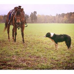 Border Collies from Oak Hollar Farm