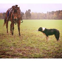 Border Collies from Oak Hollar Farm