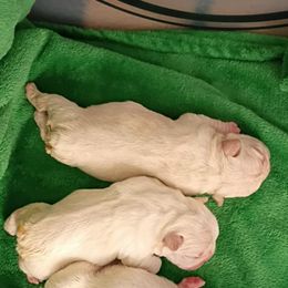 French Bulldog Puppies from Sasha 's Frenchies