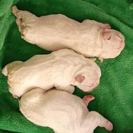 French Bulldog Puppies from Sasha 's Frenchies