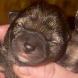 Sesame M Mameshiba - Sesame male Shiba Inu puppy in Clewiston, Florida from Animal Farm Shiba Inus & Mameshibas