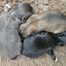 AKC blue boy - Blue fawn male Chihuahua puppy in Duvall, Washington from Chihuahua Long Coats