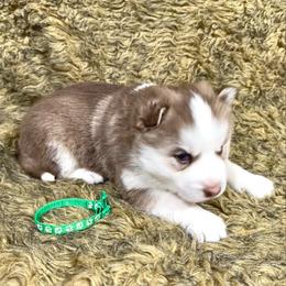 Slate - Red and white male Siberian Husky puppy in Vail, Iowa from Homegrown Huskies
