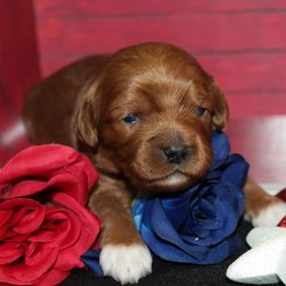 Cavalier King Charles Spaniel and Cavapoo Puppies from Country Life Cavaliers
