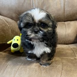 AKC Willow - Red female Shih Tzu puppy in Greenville, South Carolina from Babyface Shih Tzu
