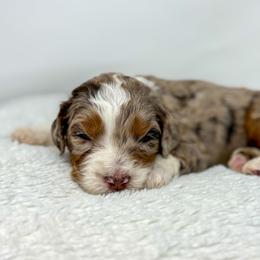 Vienna - Chocolate merle female Bernedoodle puppy in Fleming, Colorado from Vandenbark Doodles