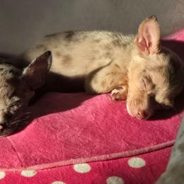 Gold merle - Merle male Chihuahua puppy in West York, Pennsylvania from Perfect Color Chihuahuas