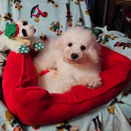Blackie - White and buff male Bichon Frise puppy in Chatham, Illinois from Bichon Frise Partnership