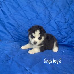Onyx boy 5 - Black and white male Siberian Husky puppy in Ocala, Florida from Florida Husky Puppies