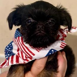 Baxter - Black and tan male Brussels Griffon puppy in Brooks, Georgia from Brooks Berner Bears & Brussels Griffons