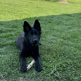 German Shepherd Puppies from Fancy GSDs