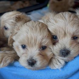 Maltipoo puppies from Janina Sivers