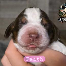 Faith - Tri-Roan female English Springer Spaniel puppy in Ocoee, Tennessee from Ocoee Mountain Springers