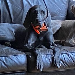 Bonnie - Weimaraner