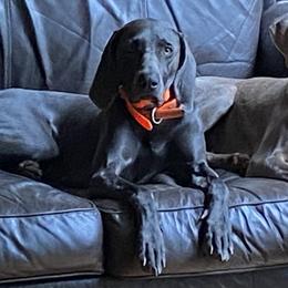 Bonnie - Weimaraner