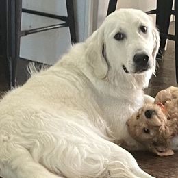 Tula - Golden Retriever