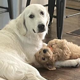 Tula - Golden Retriever