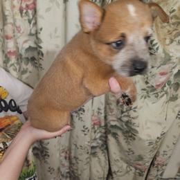 Red Boy 4 - Red mottled female Australian Cattle Dog puppy in Center Point, Texas from Lone Star Heelers