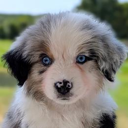 Boomer - Blue merle male Australian Shepherd puppy in Falcon, Missouri from Edge Farm LLC