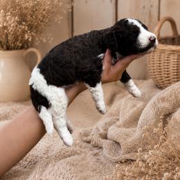 Daphne Bridgerton - Parti female Poodle puppy in Spring Hills, Florida from The Olympus Standard Poodle