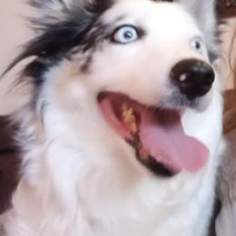 Australian Shepherds, Border Collies, and Companion Crosses from Simpson's Aussies and Border Collies