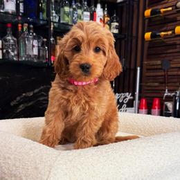 Babe - Red  female Goldendoodle puppy in South Jordan, Utah from Wasatch Pup