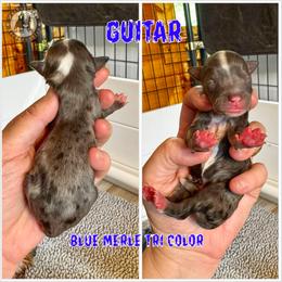 Guitar - Blue merle male Bernedoodle puppy in Banner Elk, North Carolina from Walnut Tree Bernedoodles