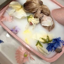 Golden Retriever Puppies from Sunshine Mountain Retrievers