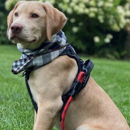 Labrador Retrievers and Olde English Bulldogges from Cold spring Labradors