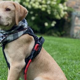 Labrador Retrievers and Olde English Bulldogges from Cold spring Labradors