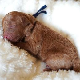 Blue Collar - Red  male Poodle puppy in Las Vegas, Nevada from Plush Toy Poodle Puppies & Pals