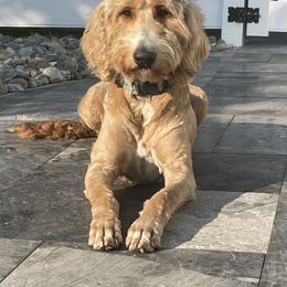 Bernedoodles, Cockapoos, Goldendoodles, Labradoodles, and Poodles from Flannery’s lucky pup’s🍀
