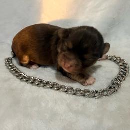Winchester - Chocolate and white male Chihuahua puppy in Seneca, Missouri from Stephanie’s Puppy Colony