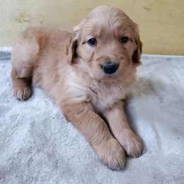Golden Retriever Puppies from Emma's Golden Puppers