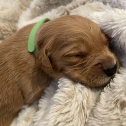 Golden Retriever Puppies from Tradershire Goldens