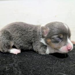 Sky - Blue female Pembroke Welsh Corgi puppy in Brandon, Mississippi from Jenny May’s Corgis