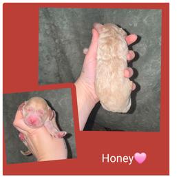 Honey - Cream female Springerdoodle puppy in Freeland, Michigan from McNally's Springer Spaniels