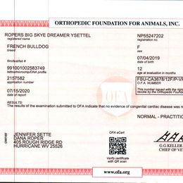 French Bulldog All Grown Up from YSetteL French Bulldogs