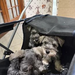 Miniature Schnauzer, Poodle, and Yorkshire Terrier All Grown Up from Ruby the poodle