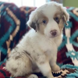 Miniature Australian Shepherds from Nixon Mini Aussies