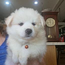 Zaylen Zues - White male American Eskimo Dog puppy in Grants Pass, Oregon from SnH Eskies