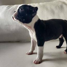Boston Terrier Puppies from Little Daemons Boston Terriers