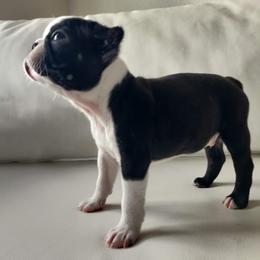 Boston Terrier Puppies from Little Daemons Boston Terriers