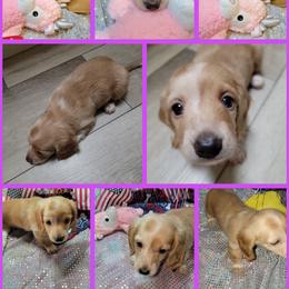 Dachshund Puppies from CLARK'S BREEDING PROGRAM