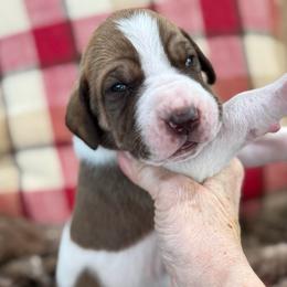ChocolateFawn Pie, tanpoint carrier - Chocolate and white female Great Dane puppy in Greenville, South Carolina from Allen’s Ridge Ranch