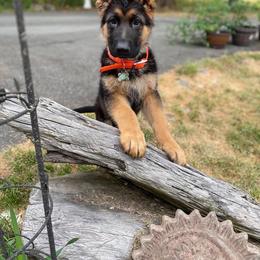 German Shepherd Puppies from S&S German Shepherds